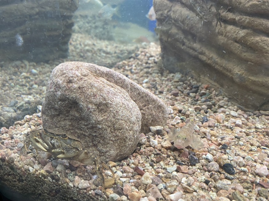 本土蝦虎魚
