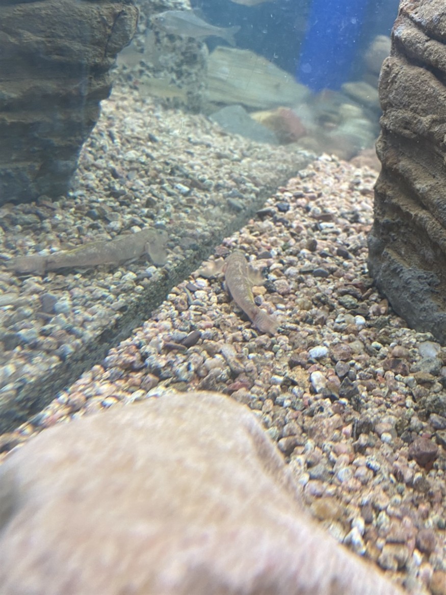 本土蝦虎魚