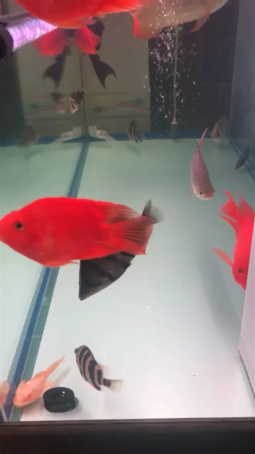 虎魚治療