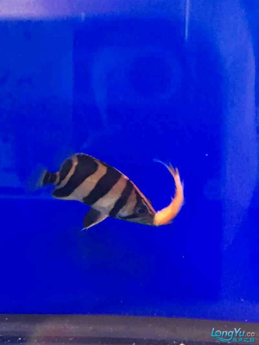 虎魚苗今年還能來嗎？？