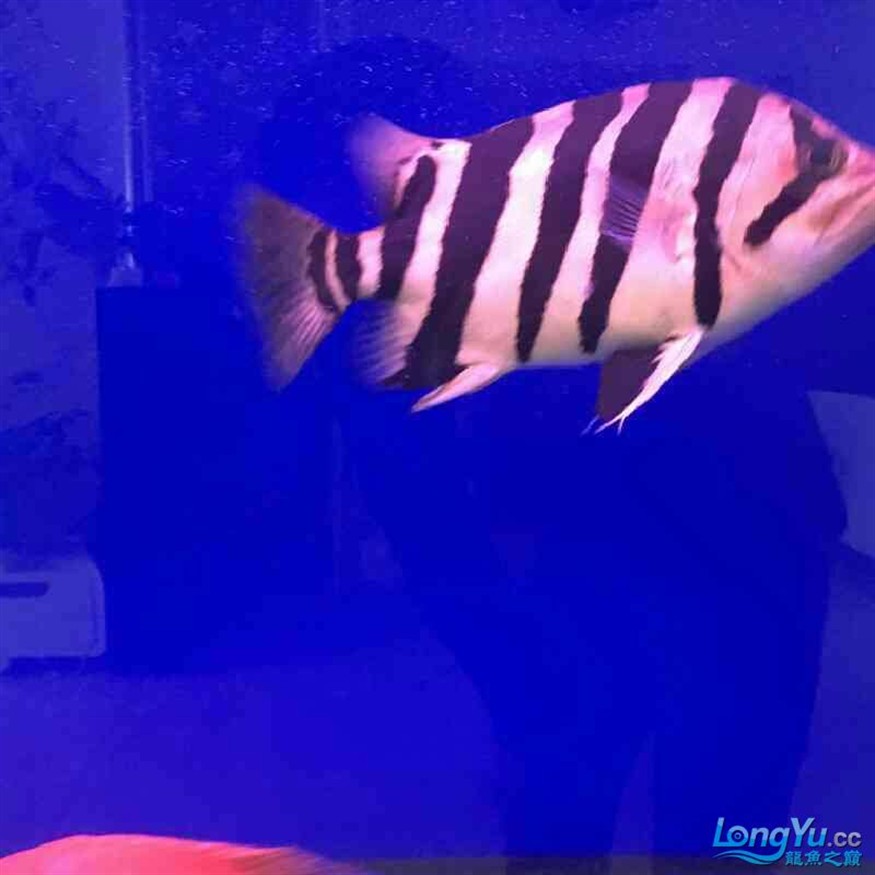 虎魚苗今年還能來嗎？？