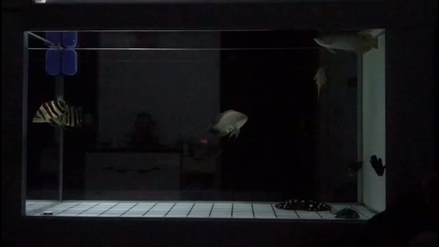 紅龍不紅虎魚不黃 紅龍不紅虎魚不黃 虎魚百科 第1張