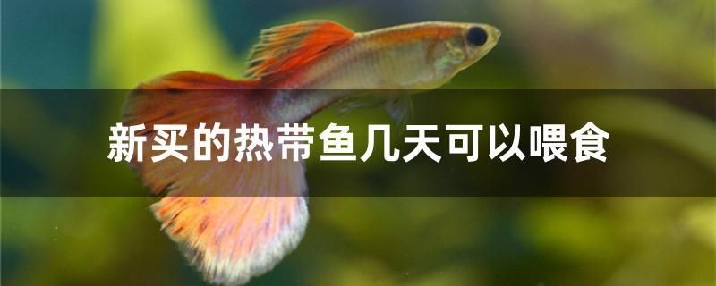 新買的熱帶魚幾天可以喂食 新買的熱帶魚幾天可以喂食 紅龍魚百科