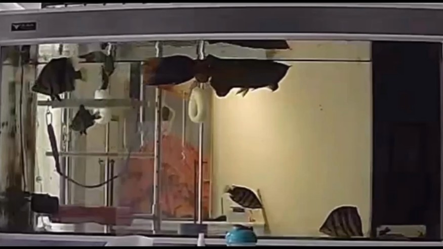 求問虎魚疾病