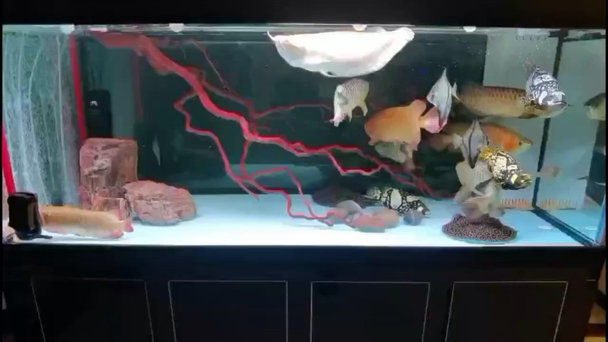 龍魚 虎魚 花尾龍躉 龍魚 虎魚 花尾龍躉 虎魚百科 第1張