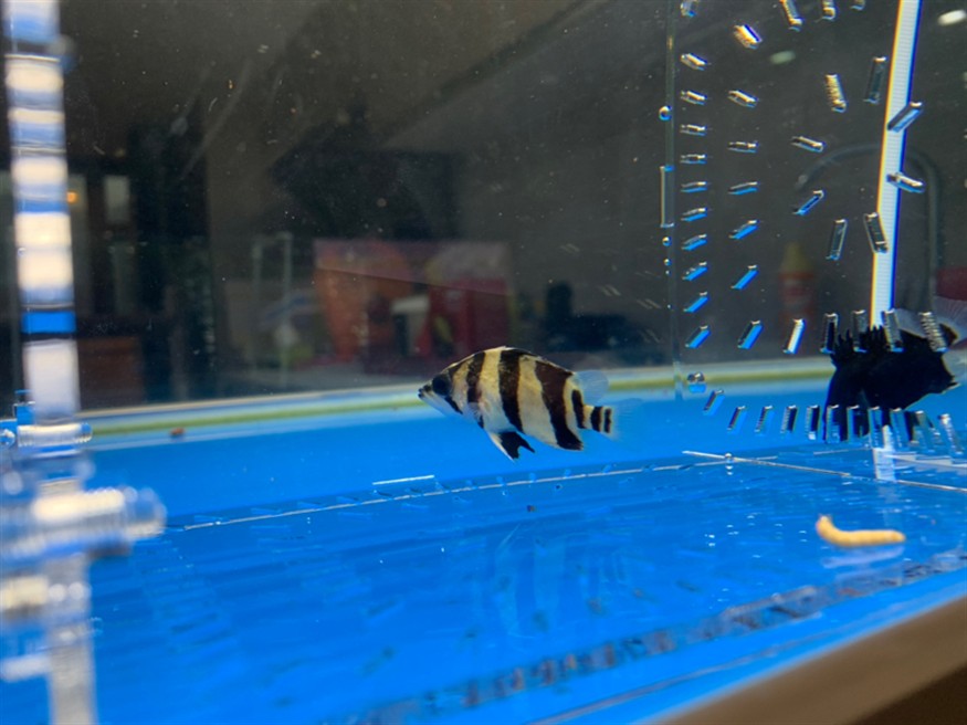 看看小虎魚