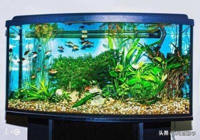 1.5米0.4米寬的魚缸養多少魚:1.5米長、0.4米寬的魚缸可以養多少魚 魚缸百科 第2張 1.5米0.4米寬的魚缸養多少魚:1.5米長、0.4米寬的魚缸可以養多少魚 1.5米0.4米寬的魚缸養多少魚:1.5米長、0.4米寬的魚缸可以養多少魚 魚缸百科 第2張