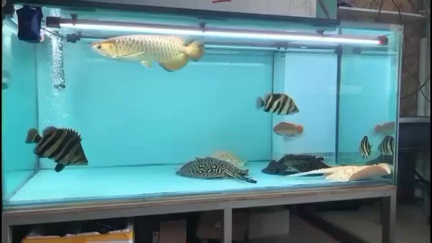 我贏了?? 我贏了?? 銀龍魚百科 第1張