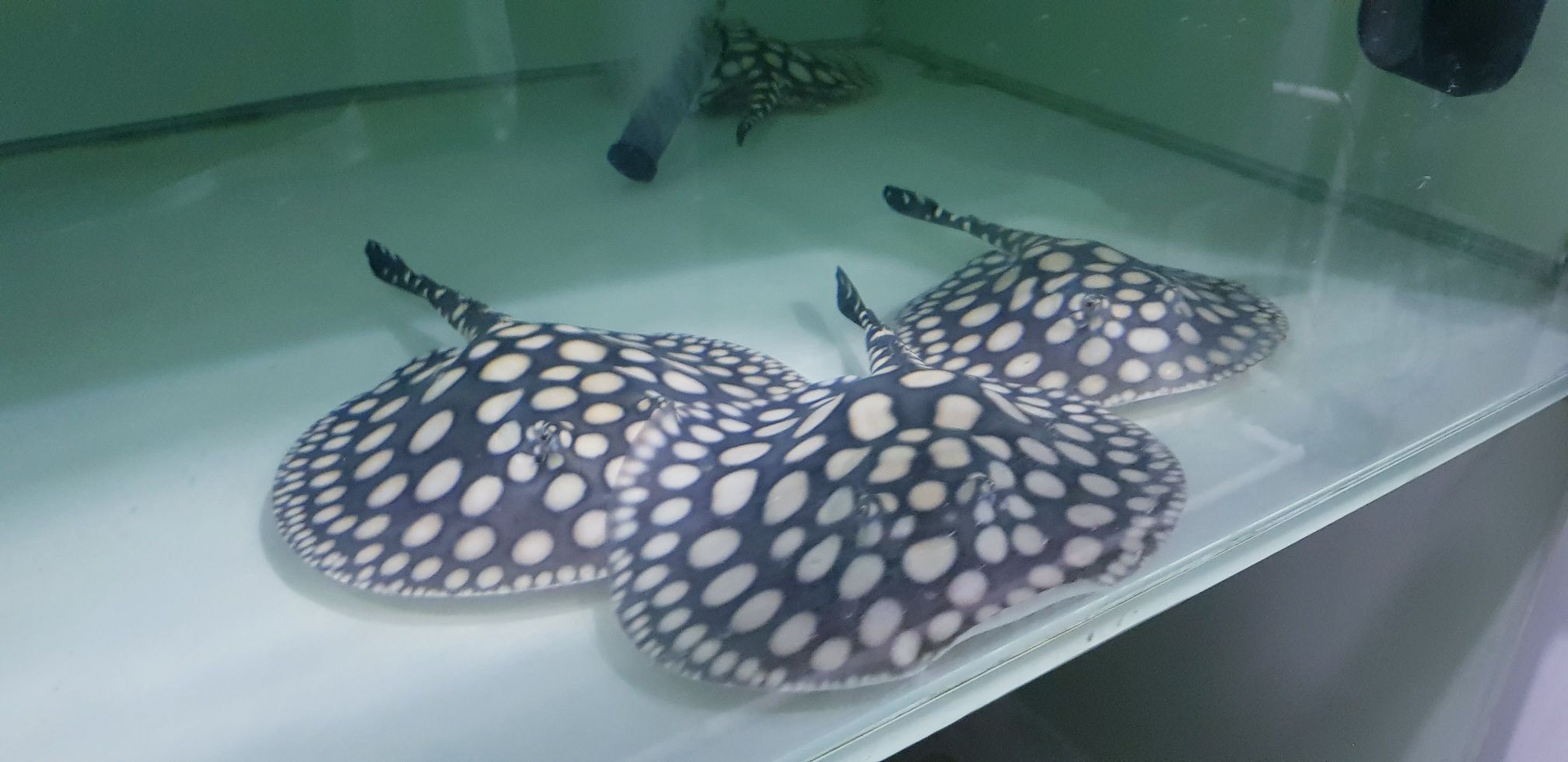 早安餵魚中 銀龍魚百科 第2張 早安餵魚中 早安餵魚中 銀龍魚百科 第2張