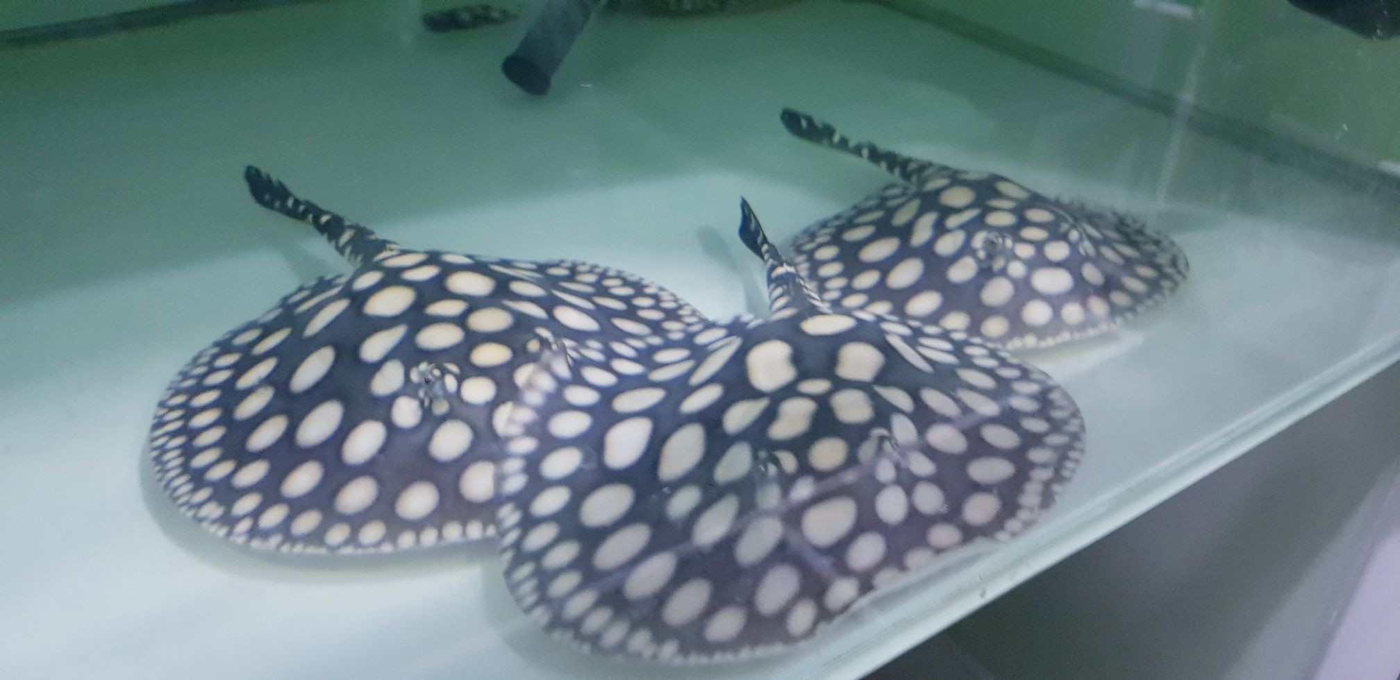 早安餵魚中 銀龍魚百科 第4張 早安餵魚中 早安餵魚中 銀龍魚百科 第4張