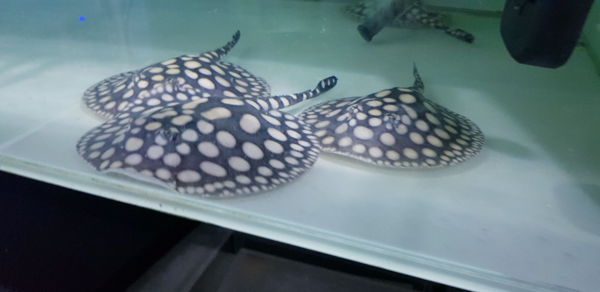 早安餵魚中 銀龍魚百科 第5張 早安餵魚中 早安餵魚中 銀龍魚百科 第5張