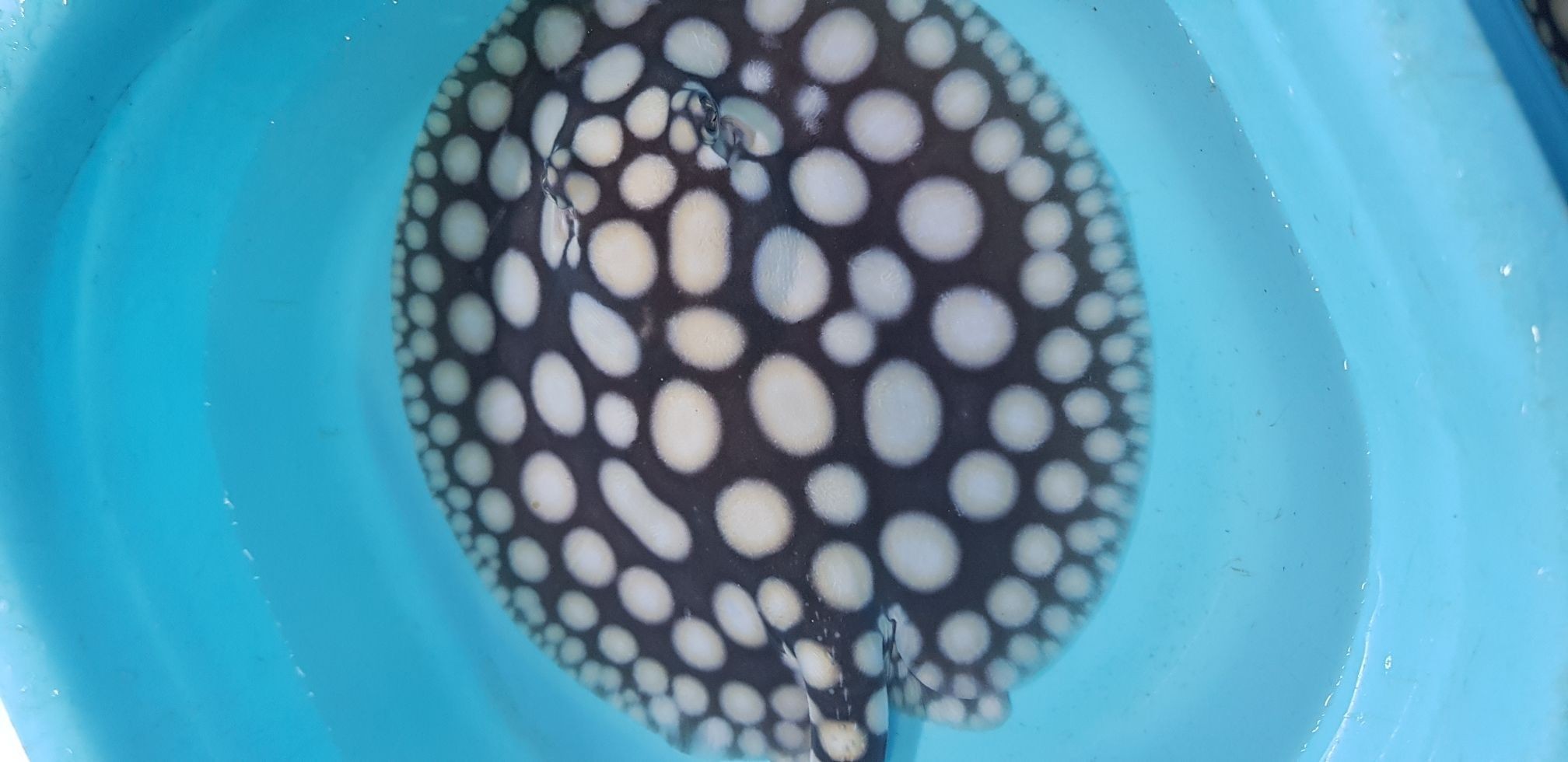 早安餵魚中 銀龍魚百科 第8張 早安餵魚中 早安餵魚中 銀龍魚百科 第8張