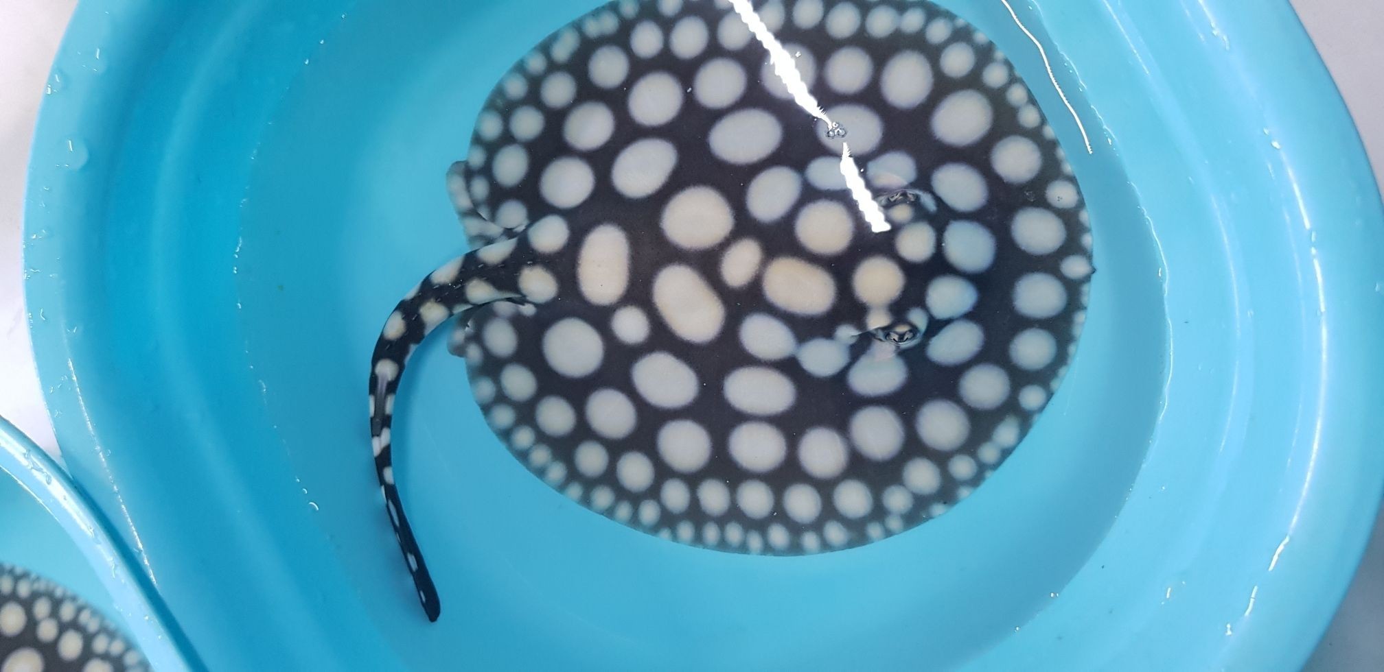 早安餵魚中 銀龍魚百科 第9張 早安餵魚中 早安餵魚中 銀龍魚百科 第9張