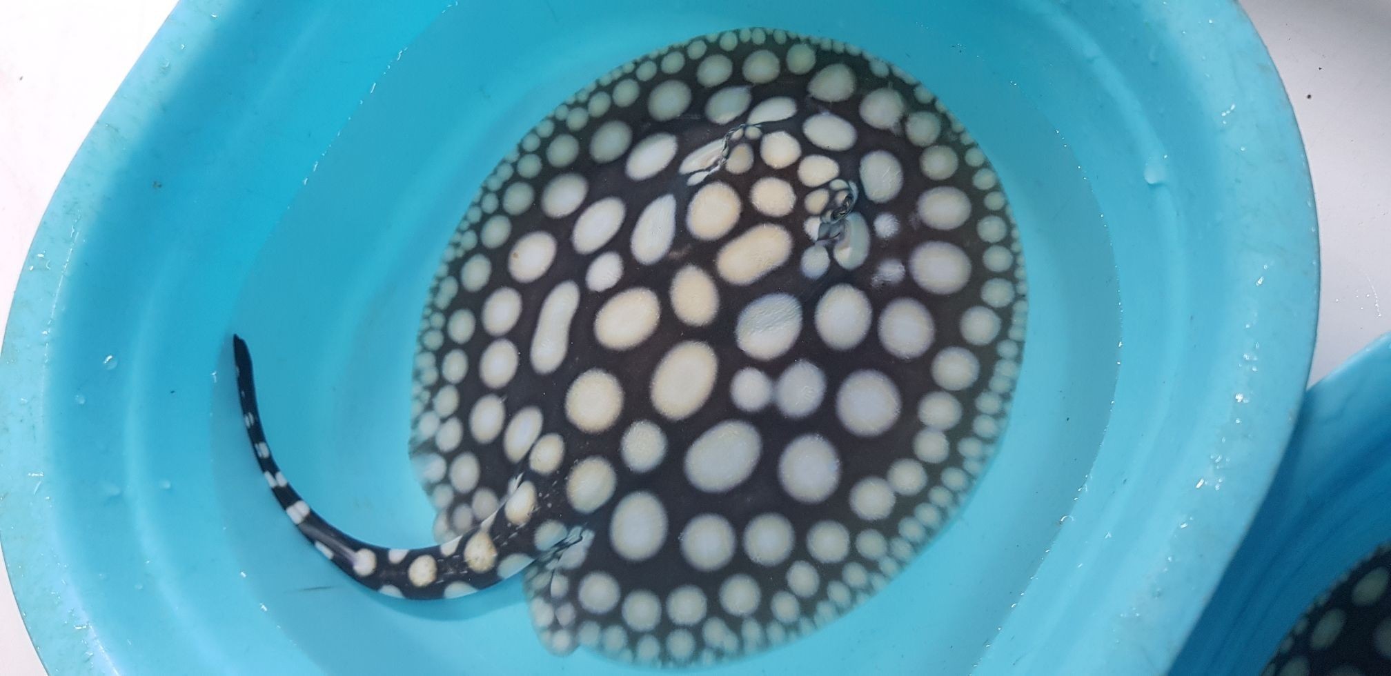 早安餵魚中 銀龍魚百科 第10張 早安餵魚中 早安餵魚中 銀龍魚百科 第10張