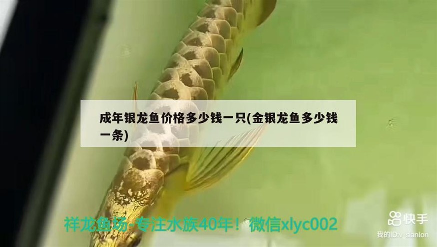成年銀龍魚價格多少錢一只(金銀龍魚多少錢一條)