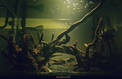 大型魚缸石頭造景效果圖：關于大型魚缸石頭造景的一些建議