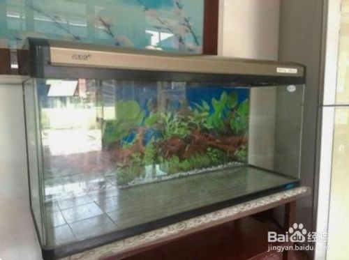 不用的舊魚缸能扔掉嗎：舊魚缸不能扔掉嗎？
