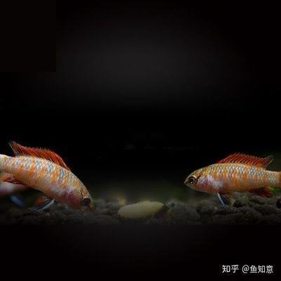 火焰變色龍魚(yú)變色的條件 火焰變色龍魚(yú)變色的條件 龍魚(yú)百科 第3張