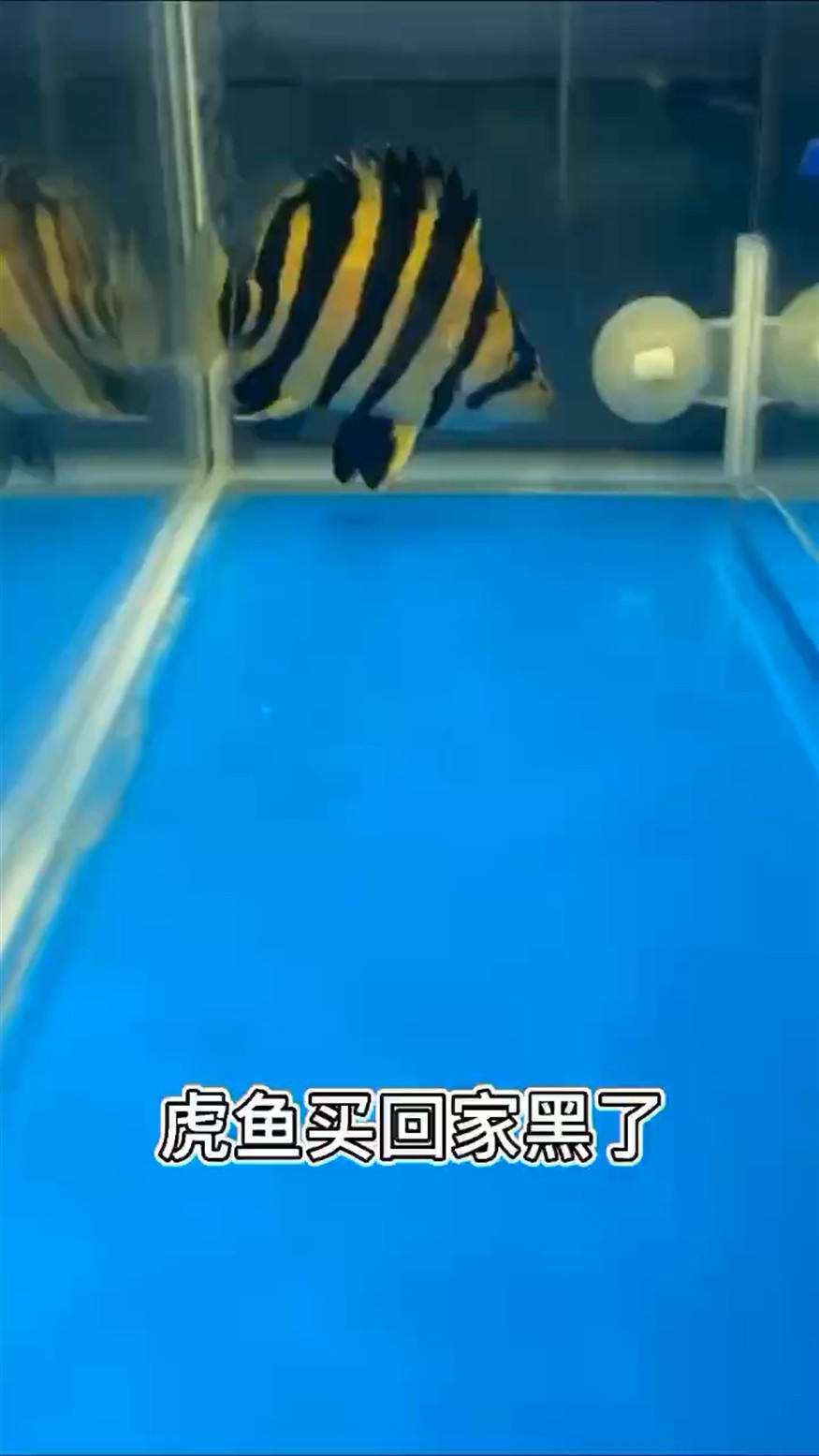 新來的虎魚沒幾天黑了怎么辦？