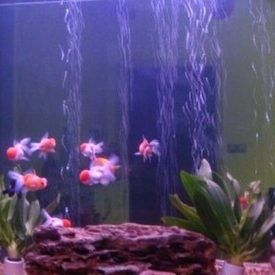 大型魚缸批發(fā)市場在哪里：北京西四魚批發(fā)市場（北京西四北大街）魚缸批發(fā)市場 大型魚缸批發(fā)市場在哪里：北京西四魚批發(fā)市場（北京西四北大街）魚缸批發(fā)市場 魚缸百科 第3張