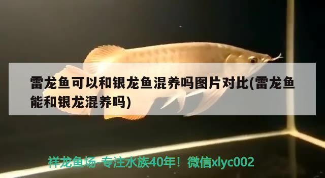 雷龍魚可以和銀龍魚混養嗎圖片對比(雷龍魚能和銀龍混養嗎)
