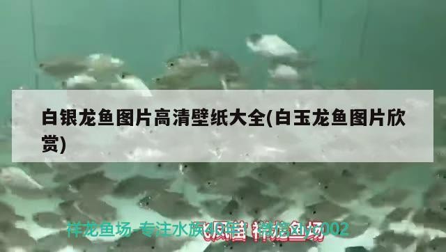 白銀龍魚(yú)圖片高清壁紙大全(白玉龍魚(yú)圖片欣賞)