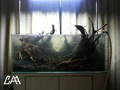 暗黑系魚缸造景：如何打造一個暗黑系的魚缸造景