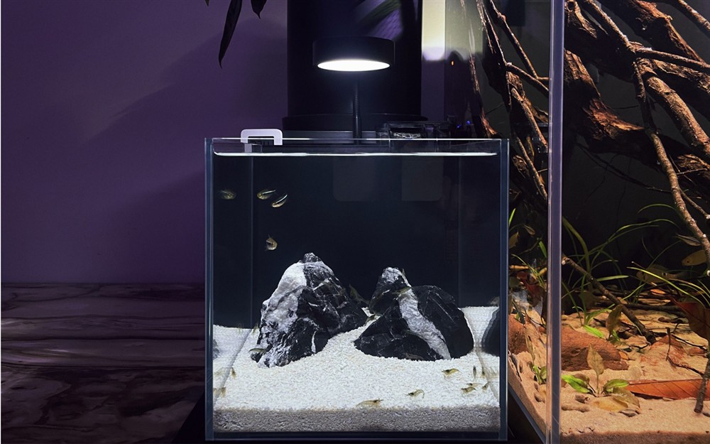 暗黑系魚缸造景：如何打造一個暗黑系的魚缸造景