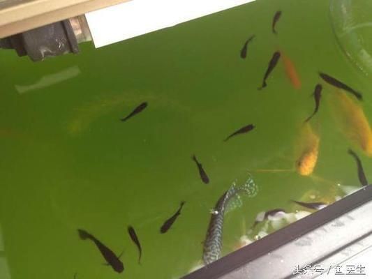徹底清洗魚缸會(huì)影響水質(zhì)嗎為什么呢：徹底清洗魚缸也很重要，會(huì)對(duì)水質(zhì)產(chǎn)生一定的影響