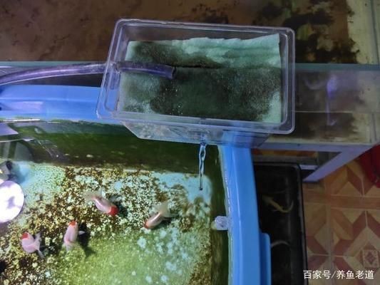 徹底清洗魚缸會(huì)影響水質(zhì)嗎為什么呢：徹底清洗魚缸也很重要，會(huì)對(duì)水質(zhì)產(chǎn)生一定的影響
