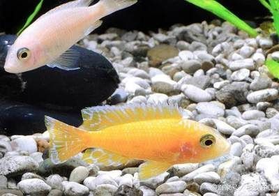 龍魚和七彩神仙混養怎么樣