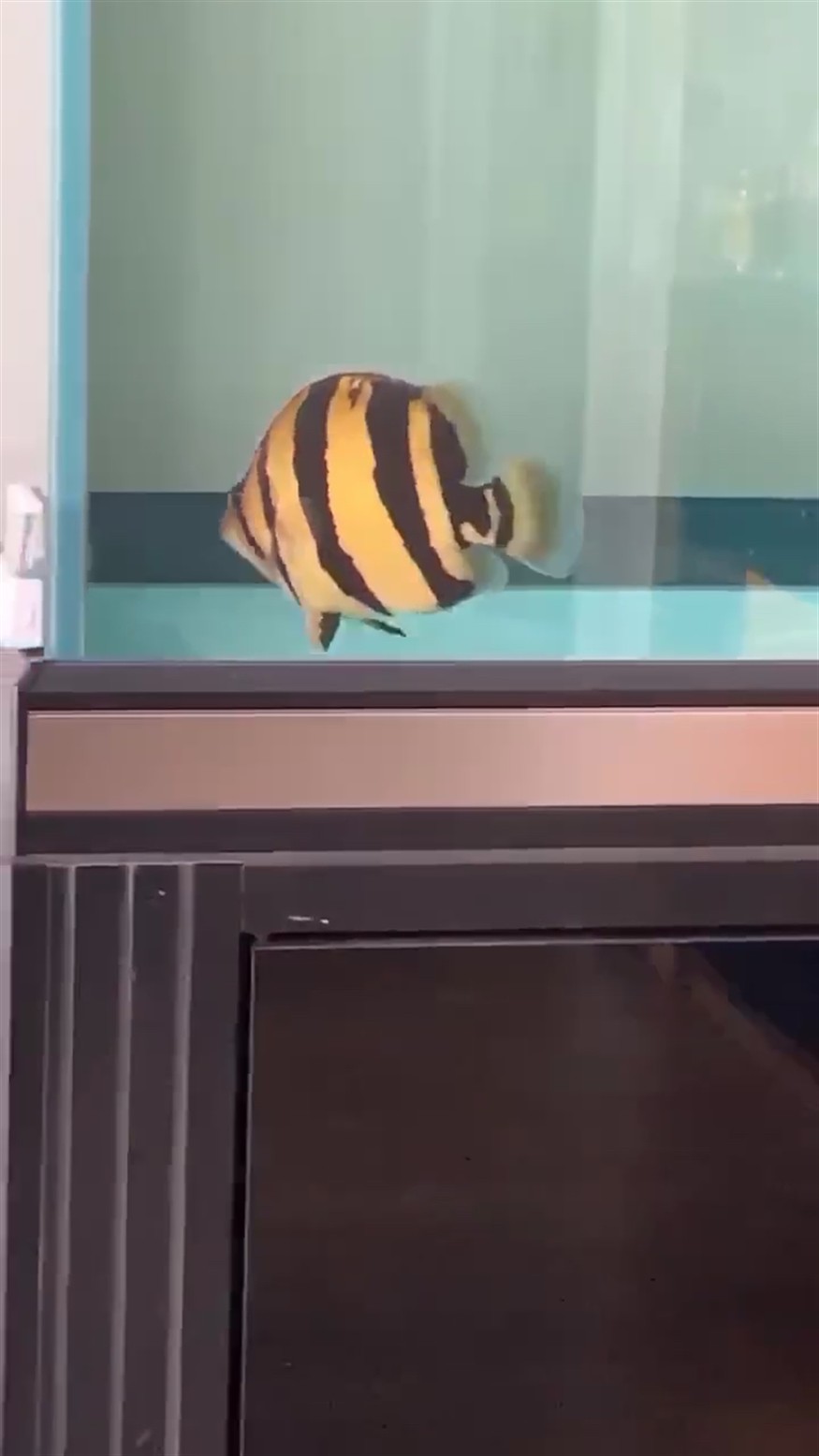 矮挫胖泰國虎魚