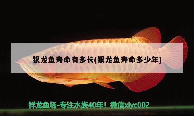 魚缸用增氧泵價格是多少:魚缸增氧機-xtrac增氧機-xtrac增氧機 銀龍魚壽命有多長(銀龍魚壽命多少年) 銀龍魚百科 銀龍魚壽命有多長(銀龍魚壽命多少年) 銀龍魚壽命有多長(銀龍魚壽命多少年) 銀龍魚百科