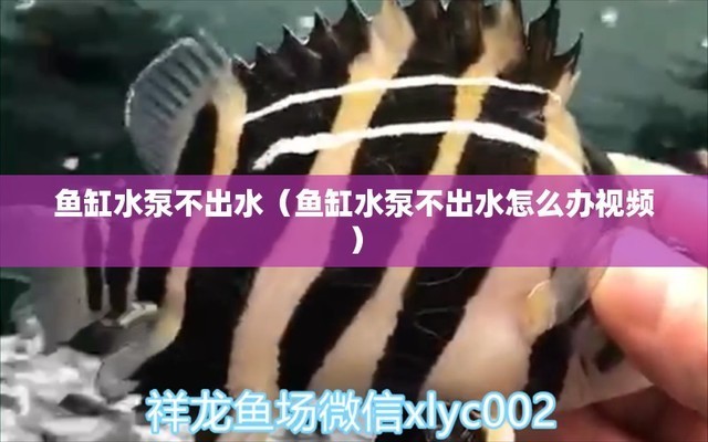 章丘市雙山鼎盛水族館（章丘市雙山鼎盛水族館電話）