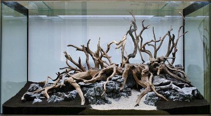 沉木造景魚缸效果圖：沉木造景效果圖欣賞沉木造景魚缸效果圖欣賞沉木造景效果圖