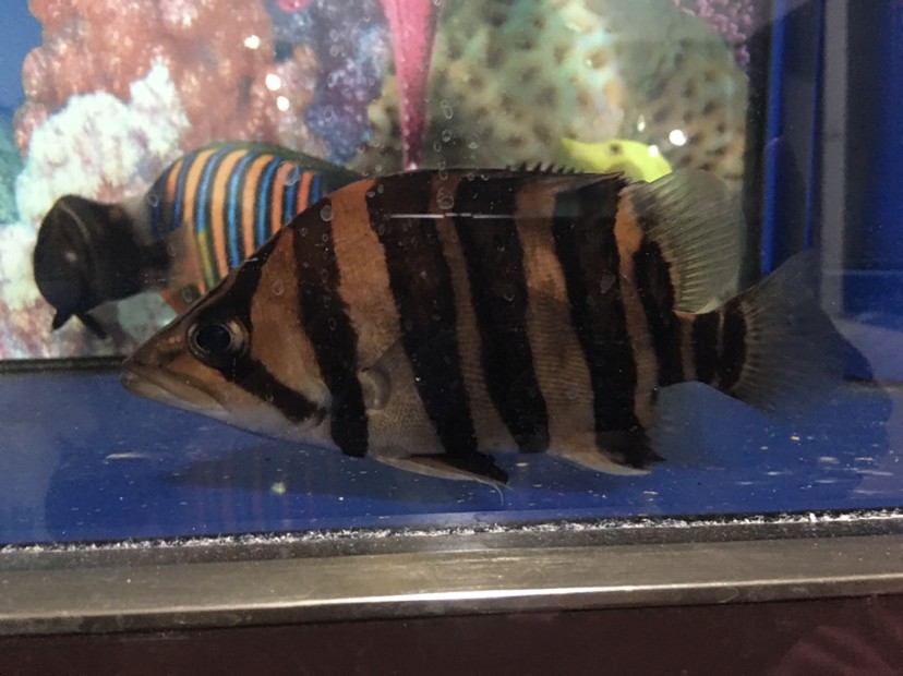 洗干凈喂這些挖煤的虎魚