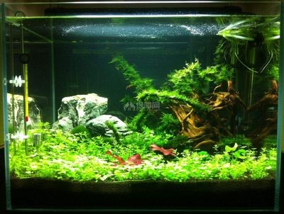 大魚缸改造成水草缸:如何改造大魚缸成為水草缸 魚缸百科 第3張 大魚缸改造成水草缸:如何改造大魚缸成為水草缸 大魚缸改造成水草缸:如何改造大魚缸成為水草缸 魚缸百科 第3張