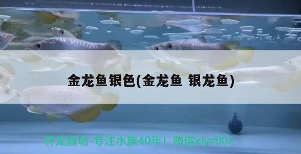 金龍魚銀色(金龍魚銀龍魚) 金龍魚銀色(金龍魚銀龍魚) 銀龍魚百科