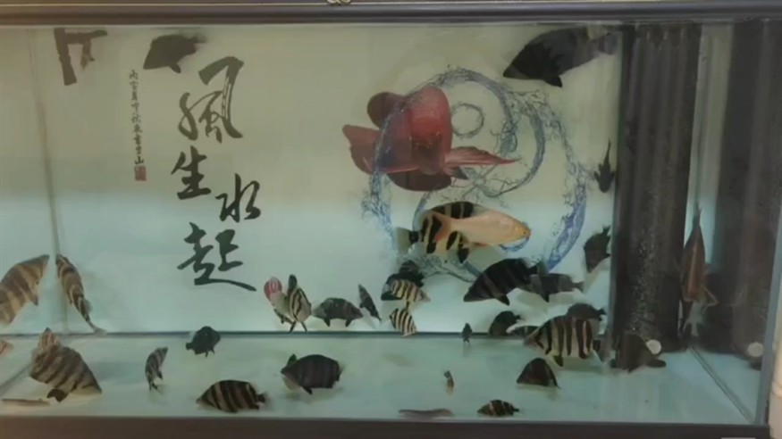 虎魚適合跟什么魚混養除了以外 虎魚適合跟什么魚混養除了以外 虎魚百科 第1張