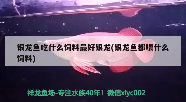 銀龍魚吃什么飼料最好銀龍(銀龍魚都喂什么飼料)
