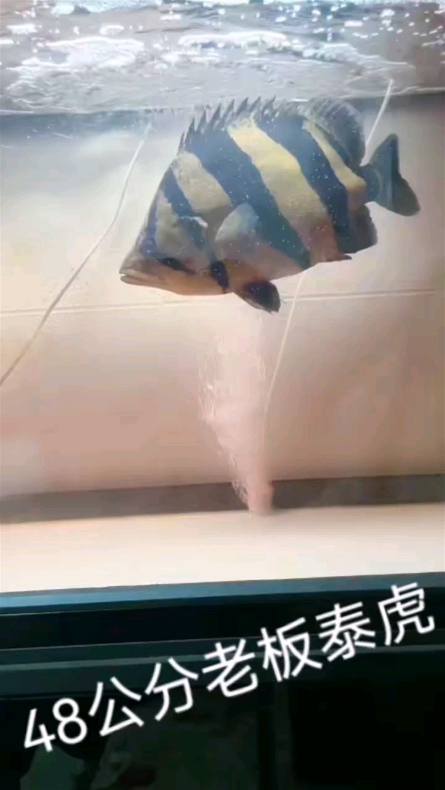 泰虎泰國虎魚精品