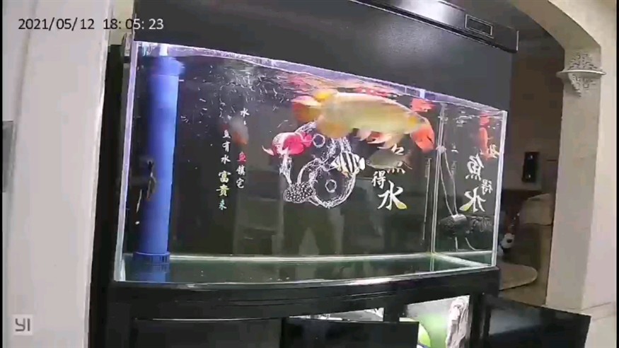 分享一段龍魚虎魚吃飼料視頻