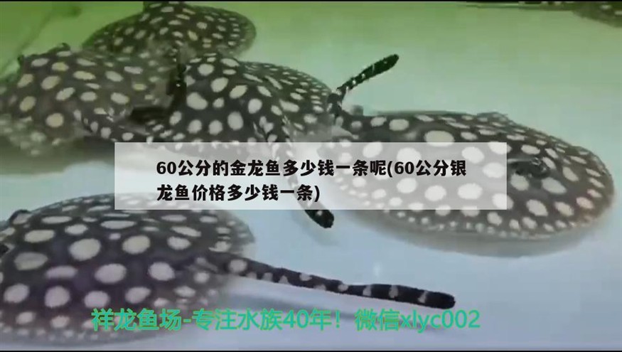 60公分的金龍魚多少錢一條呢(60公分銀龍魚價格多少錢一條) 60公分的金龍魚多少錢一條呢(60公分銀龍魚價格多少錢一條) 銀龍魚百科