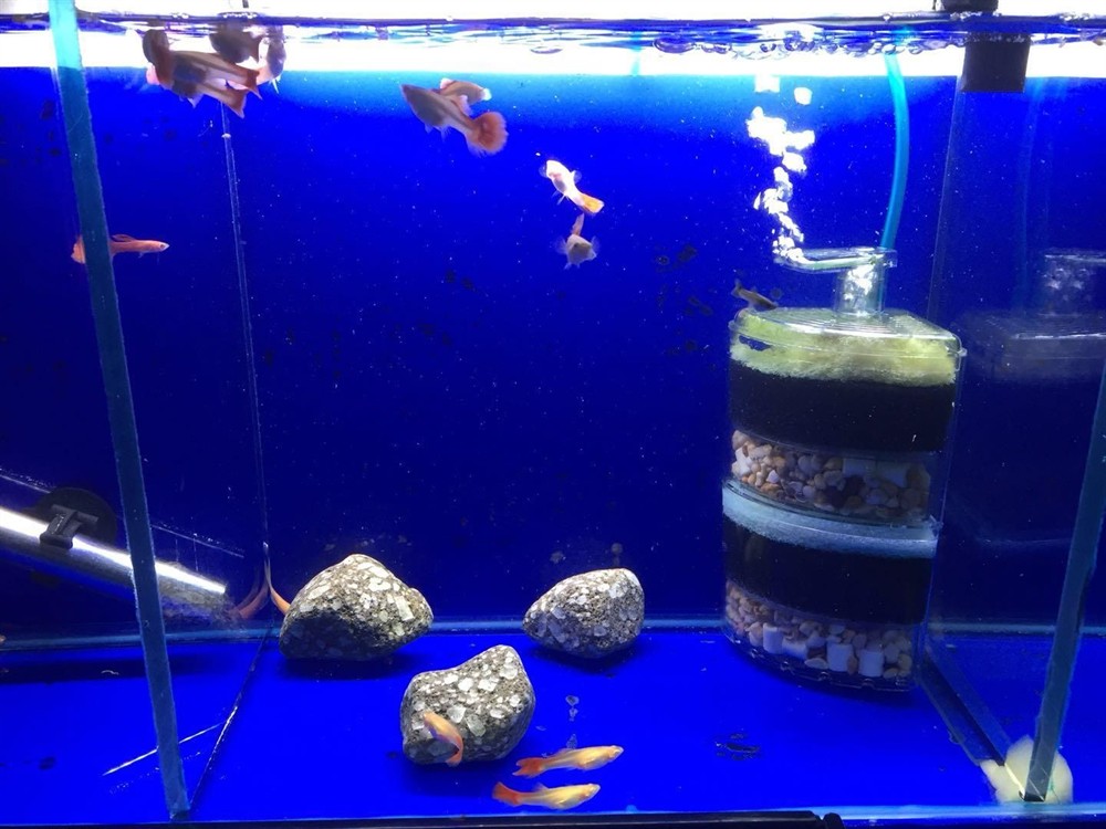 大魚缸適合養(yǎng)孔雀魚嗎視頻：孔雀魚飼養(yǎng)技巧 大魚缸適合養(yǎng)孔雀魚嗎視頻：孔雀魚飼養(yǎng)技巧 魚缸百科 第1張