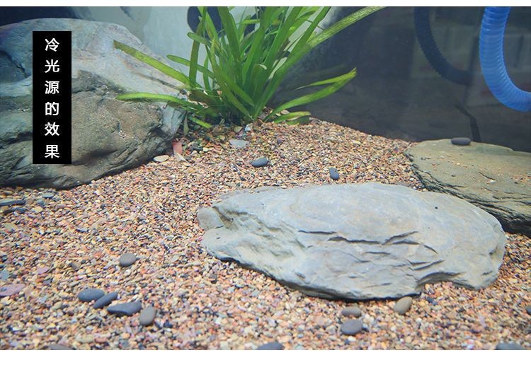 大型原生魚缸造景教學：原生魚缸的布置技巧