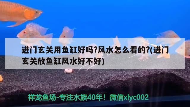 大神們——幫幫我吧看看我的虎魚怎么治啊 大神們——幫幫我吧看看我的虎魚怎么治啊 虎魚百科 第1張