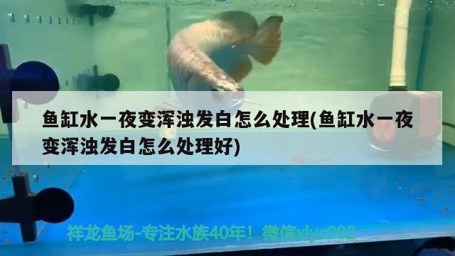 大神們——幫幫我吧看看我的虎魚怎么治啊 大神們——幫幫我吧看看我的虎魚怎么治啊 虎魚百科 第2張