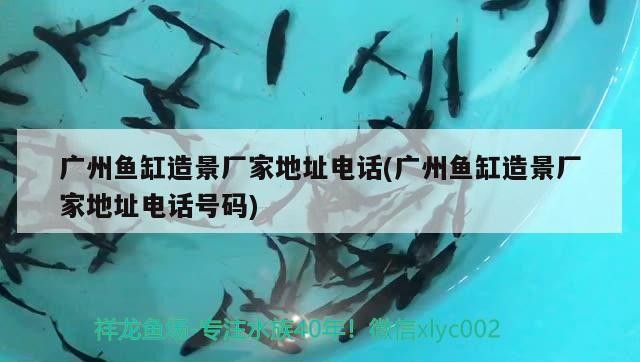 大神們——幫幫我吧看看我的虎魚怎么治啊 大神們——幫幫我吧看看我的虎魚怎么治啊 虎魚百科 第3張