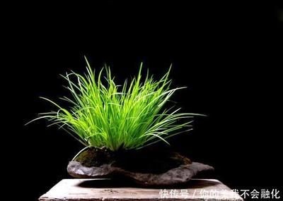大魚缸水草放哪里養比較好：大型魚缸水草的選擇
