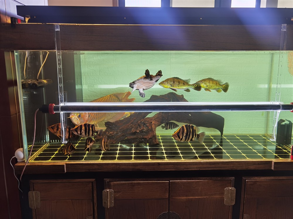 虎魚集體不吃泥鰍怎么辦
